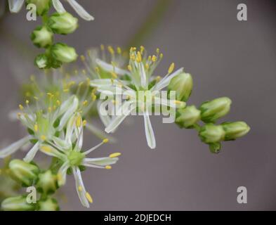 Sedum sediforme blüht auf dem Berg. Munilla, La Rioja. Stockfoto