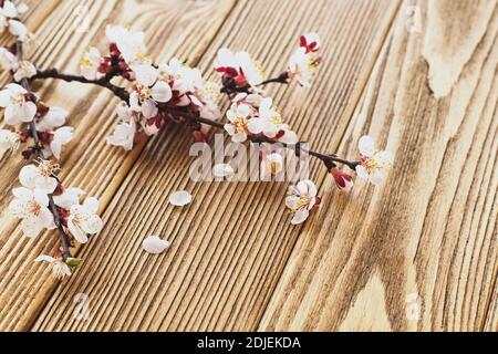 Frühlingsblühender Zweig auf Holzgrund. Stockfoto