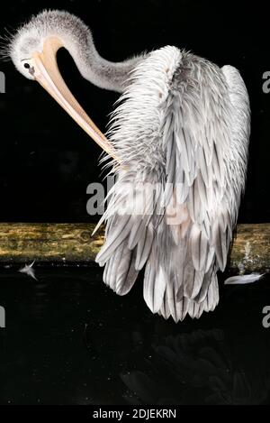 Pelikan mit rosa Rückenbeinen (Pelecanus rufescens) Stockfoto