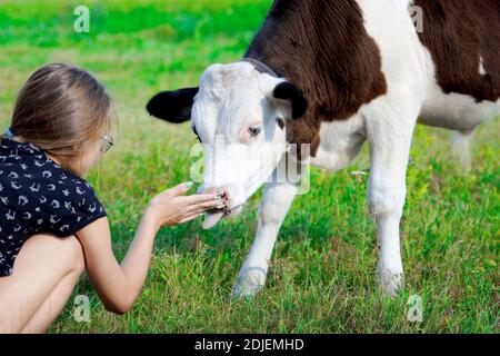 Ein junges Kalb leckt die Hand des Mädchens. Freundschaft zwischen einem Tier und einem Kind. Stockfoto