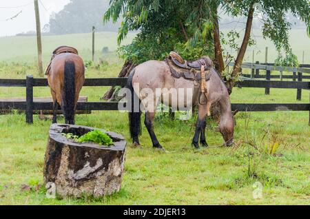 Schönes Pferd im heimischen Feld an regnerischen Tag Stockfoto