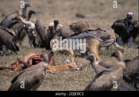 Geier und Schwarzrückenschakal, Canis mesomelas, Erwachsene essen Karkasse von Impala, Masai Mara Park in Kenia Stockfoto