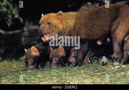 Bush Hund oder Essig Fox, Speothossogar Venaticus, Mutter mit Jungtier Stockfoto
