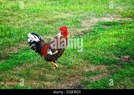 Ein schöner Hahn geht an einem Sommertag auf einer grünen Wiese. Stockfoto