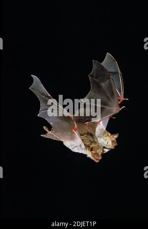 Maus-Eared Hieb, Myotis Myotis, Erwachsene auf der Flucht vor schwarzem Hintergrund Stockfoto