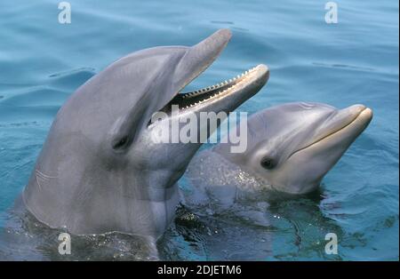 Großer Delphin, tursiops trunkatus, Köpfe an der Oberfläche Stockfoto