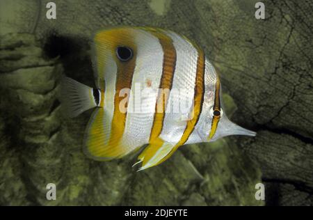 Copperband Schmetterling, Chelmon rostratus Stockfoto