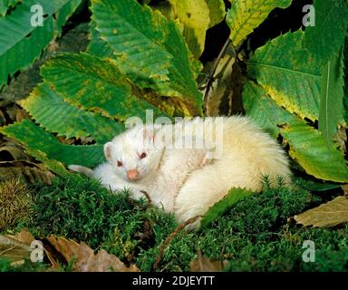 Frettchen, Mustela Putorius Furo, Mutter mit jungen Spanferkel Stockfoto