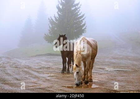 Pferde in einem nebligen Tag in Marisel, Apuseni Naturpark Stockfoto