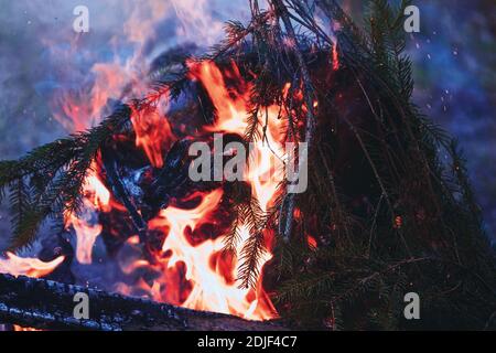 Ein Feuer mit grünen frischen Fichtenzweigen zu starten Stockfoto