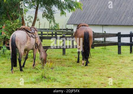 Schönes Pferd im heimischen Feld an regnerischen Tag Stockfoto