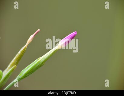 Detail der geschlossenen Blume der Centaurium pulchellum Pflanze. Stockfoto