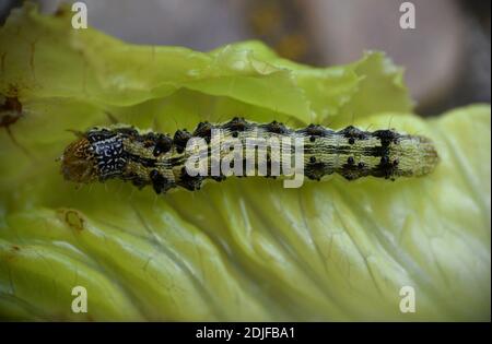 Caterpillar essen Salatblatt im Gemüsegarten. Stockfoto