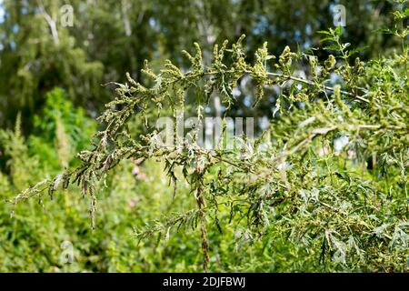 Brennnesselstiele (lat.Urtica cannabina), die im Sommer unter dem Gewicht von Samen in einem Birkenhain vor dem Hintergrund von Bäumen gebogen werden. Stockfoto