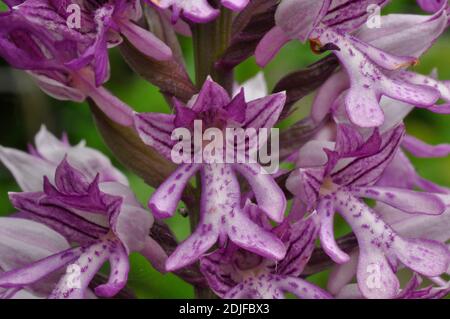 Militärische Orchidee Orchis Militaris, seltene, Nahaufnahme, Buckinghamshire, Großbritannien Stockfoto