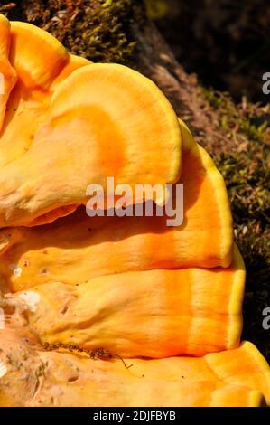 Pilz, Schwefel Polypore, 'Laetiporus sulfureus' Bracket Pilzen, allgemeiner Name Huhn der Wälder.Sommer.Stourhead, Wiltshire.UK Stockfoto