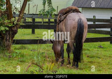 Schönes Pferd im heimischen Feld an regnerischen Tag Stockfoto