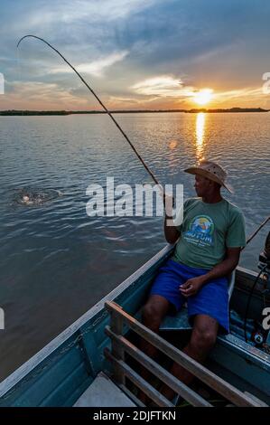 Ein brasilianischer Angler hooks einen Yellow-Belly Piranha in seinem Boot, als die Sonne über dem Mutum River in der weltweit größten Feuchtgebiete, dem Pantanal in Braz untergeht Stockfoto