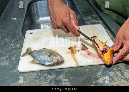 Ein Assistent kocht mit einem kleinen Messer, fileting zwei Gelbbauchpiranhas für eine Suppe in der Küche. Die Piranha-Suppe wird den Gästen serviert, die einen Aufenthalt haben Stockfoto