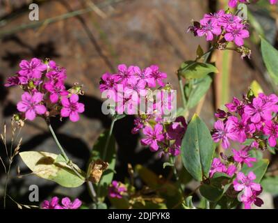 Silene compacta. Berge in Dombay. Kaukasus-Gebirge in der Karatschai-Tscherkess Republik, Teberda Naturschutzgebiet, Russland. Stockfoto