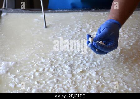 Gehackte Milchquark, um die Molke zu entfernen. Käseherstellung. Stockfoto