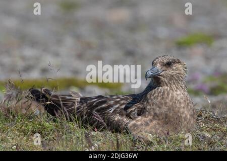 Große Skua (Stercorarius skua) brüten auf der Tundra im Sommer, Island Stockfoto