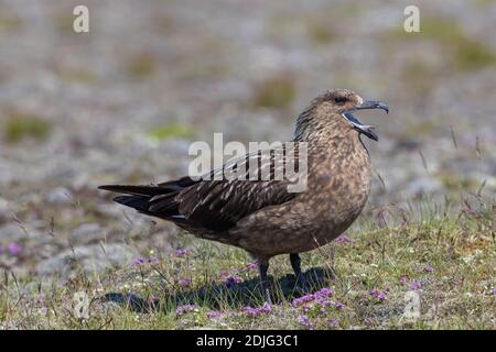 Große skua (Stercorarius skua) ruft im Sommer auf die Tundra, Island Stockfoto