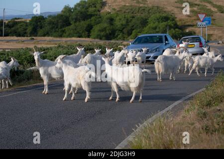 Eine Herde Kashmiri Ziegen Capra markhor auf dem Großen Orme in Llandudno ohne Rücksicht auf die öffentliche Autobahn Und Roaming nach dem Willen Stockfoto