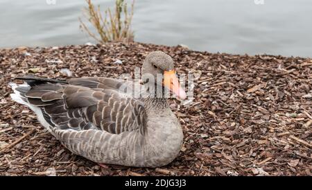 Graugans Anser Anser mit Orangenschnabel sitzt auf Holzrinde am Wasser. Stockfoto