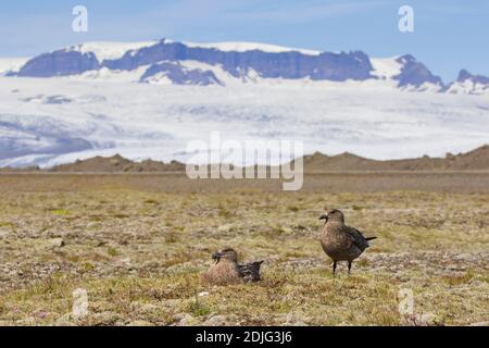 Große Skua (Stercorarius skua) brüten auf der Tundra im Sommer, Eastern Region / Austurland, Island Stockfoto