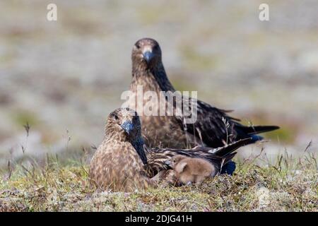 Große Skua (Stercorarius skua) Paar mit Küken, die im Sommer auf der Tundra nisten, Island Stockfoto