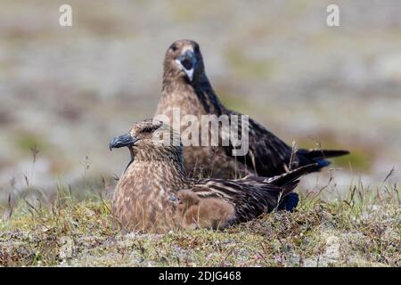 Große Skua (Stercorarius skua) Paar mit Küken, die im Sommer auf der Tundra nisten, Island Stockfoto