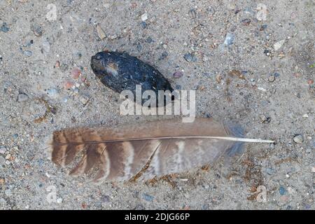 Verlorene Feder und aufgewühltes Pellet der eurasischen Adler-Eule / europäisch adlerkauz (Bubo bubo) auf dem Boden Stockfoto