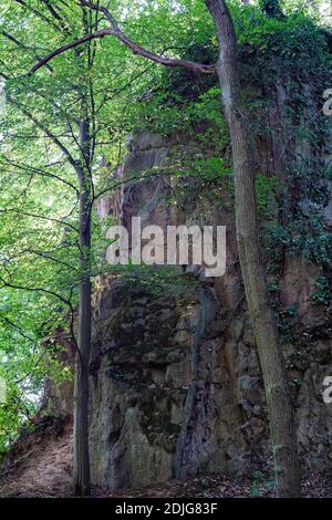 Blick auf eine überwuchert Felswand in einem Wald im Sommer. Stockfoto