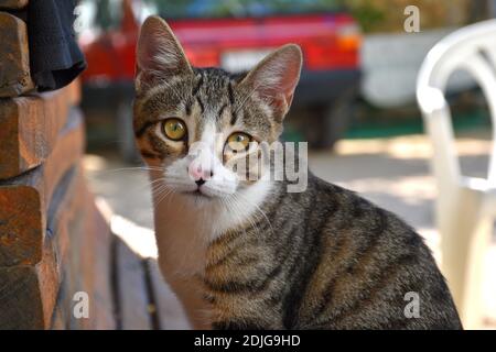 Tabby Katze sitzt auf Holzbank im Hinterhof. Stockfoto