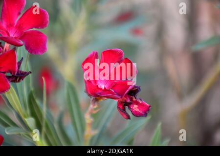 Rote Blüten von Oleander (Nerium Oleander). El Toboso. Stockfoto