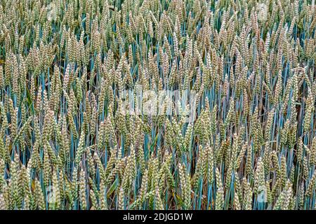 Getreidefeld mit Weizen fast bereit für die Ernte Stockfoto