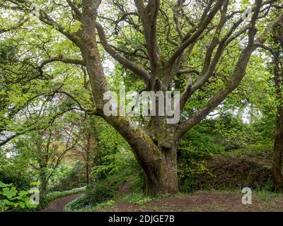 Alte Buche (Fagus sylvatica) In einem Wald in Cornwall Großbritannien im Frühjahr mit Bluebells und Bärlauch in der Blüte Stockfoto