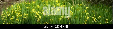 Panorama der blühenden Fahneniris (Iris pseudacorus), die im Frühling am Rande eines Sees wächst. In Cornwall, Großbritannien. Stockfoto