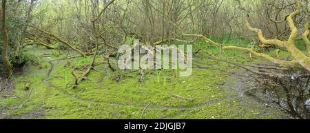 Feuchtgebiet Erle Sumpf in Cornwall, Großbritannien. Teppich in grün mit invasiver neuseeländischer Pygmäen-Weed (Crassula hemsii). Stockfoto