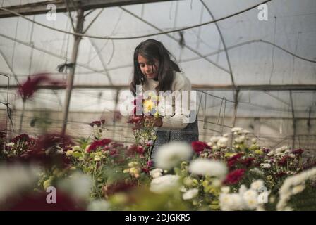 Gaza, Palästina. Dezember 2020. Ein palästinensisches Mädchen pflückt Blumen in einem Gewächshaus in Rafah im südlichen Gazastreifen. Kredit: SOPA Images Limited/Alamy Live Nachrichten Stockfoto