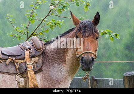 Schönes Pferd im heimischen Feld an regnerischen Tag Stockfoto