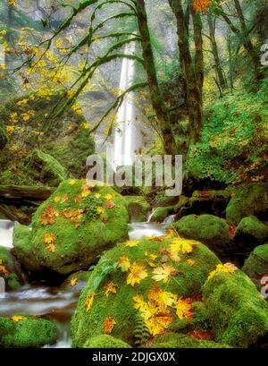 M00045L.tiff Elowah Falls und Ahornblätter in Herbstfarbe. Columbia River Gorge National Scenic Area. Stockfoto