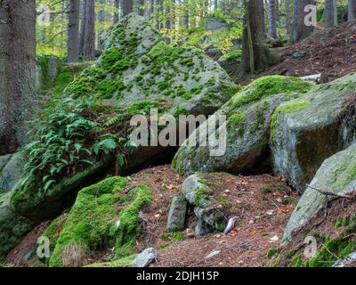 Granitfelsen mit Moos und Farnen in lebendigen grünen Farben bedeckt. Ökosystem des Nationalparks Karkonosze. Stockfoto