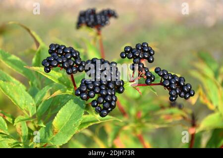 Schwarze Früchte von Sambucus ebulus. Munilla, La Rioja. Stockfoto