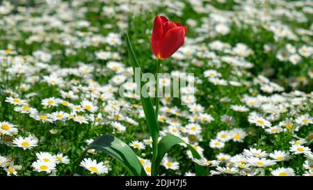 Schöne bunte Gänseblümchen und rote Tulpe im Naturpark, rote Tulpenblüte auf dem Hintergrund der verschwommenen weißen Tulpen im Tulpengarten.isoliert, Sünde Stockfoto