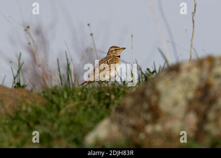 Bimaculated Lark (Melanocorypha bimaculata) Männchen auf grasbewachsenen Grat Armenien Mai Stockfoto