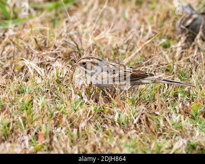 Tonfarbener Sperling, Spizella pallida, ein Wandersperling in San Diego, Kalifornien Stockfoto