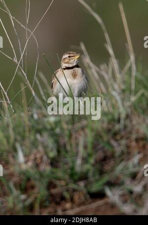 Bimaculated Lark (Melanocorypha bimaculata) Männchen auf grasbewachsenen Grat Armenien Mai Stockfoto