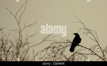 Krähe sitzt auf einem Teil eines Baumes Stockfoto